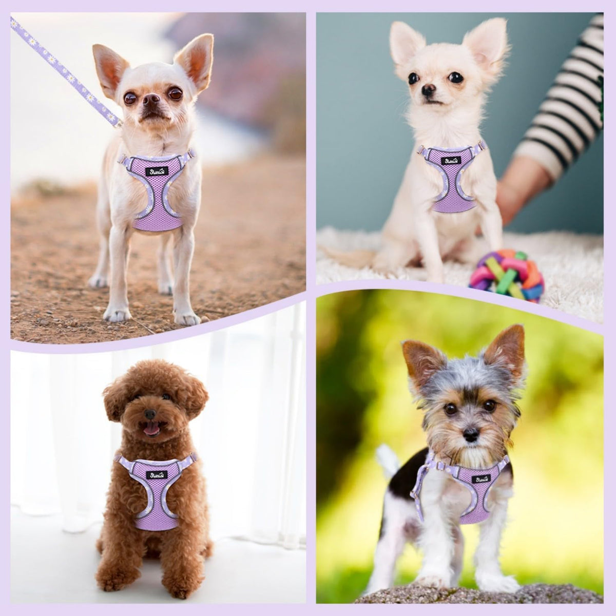 Puppy Harness and Leash Set - No Pull Adjustable Breathable Dog Harness, Dog Leash for Puppy, Reflective Pet Harness for Small Medium Dogs Outdoor Walking Training