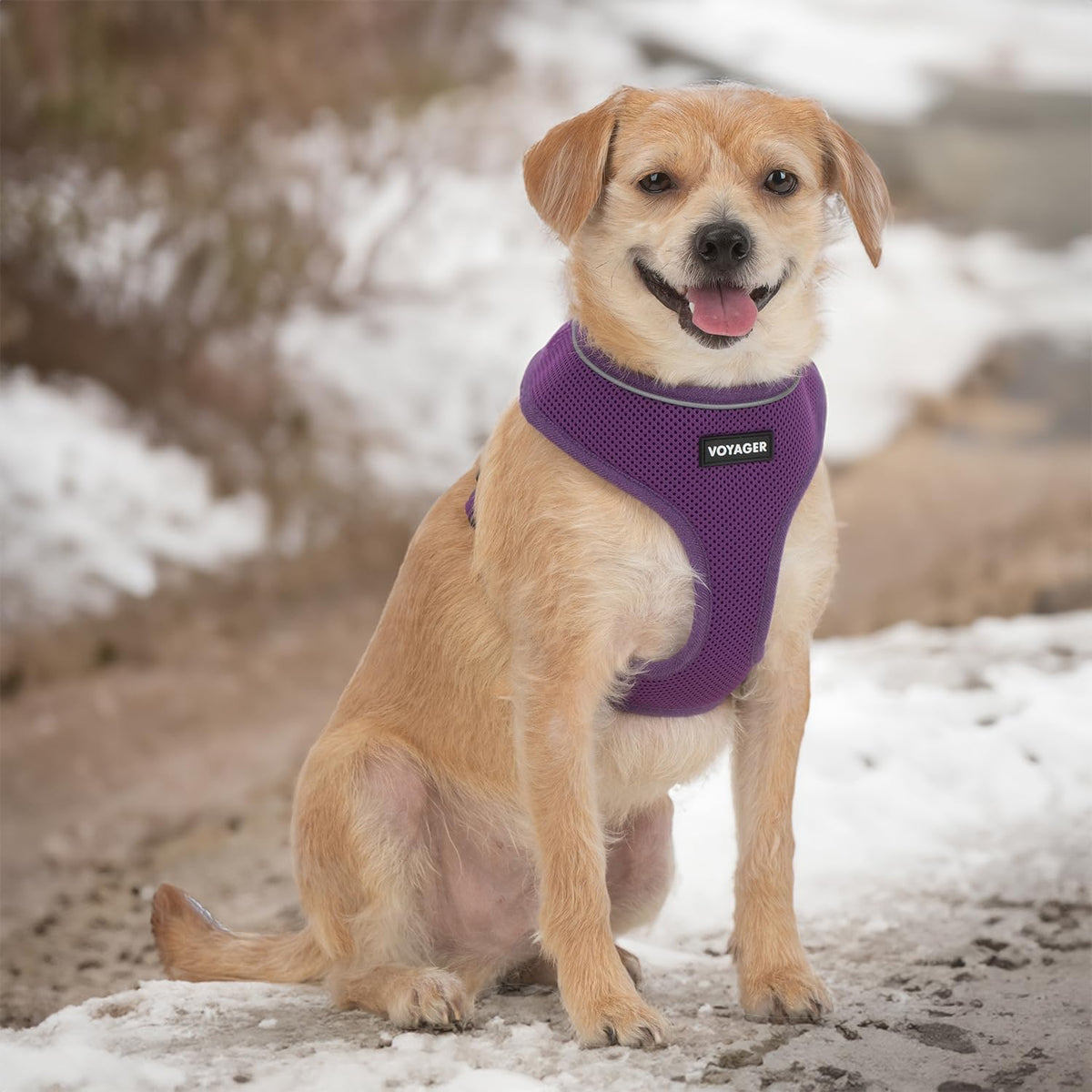Aerolite No Pull Mesh Dog Harness with Lightweight, Soft, Breathable Chest Coverage, Reflective Stitching, and Adjustable Straps for Walking, Running, Training, Heavy Duty and Durable - Purple, M