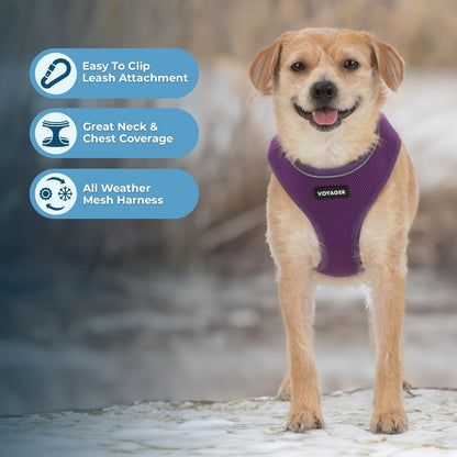 Aerolite No Pull Mesh Dog Harness with Lightweight, Soft, Breathable Chest Coverage, Reflective Stitching, and Adjustable Straps for Walking, Running, Training, Heavy Duty and Durable - Purple, M